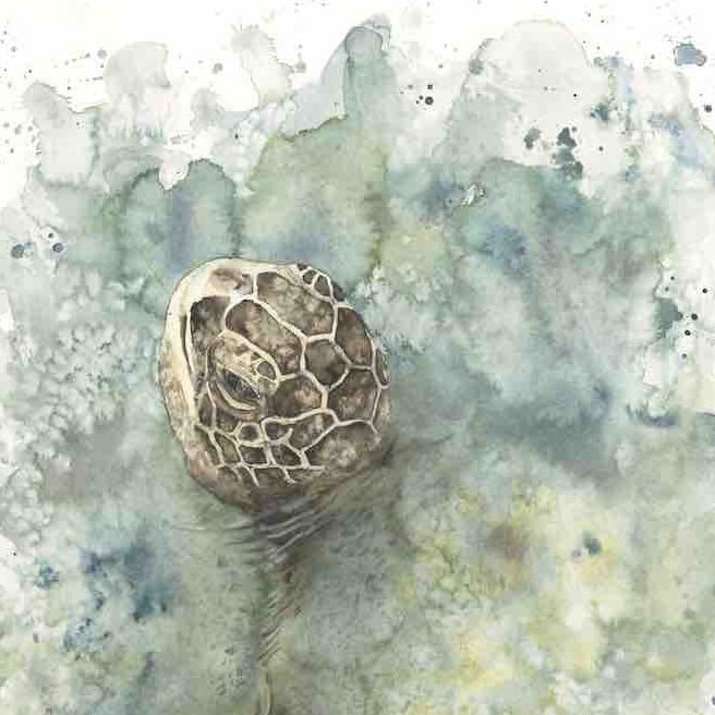 Die Schildkröte von Doris Beißel Die Schildkröte von Doris Beissel